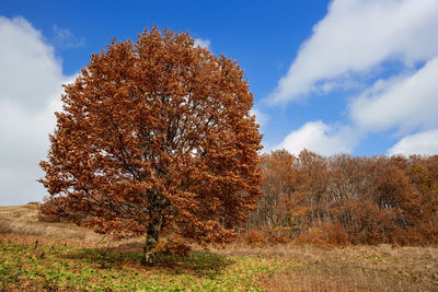 Trees on field against sky