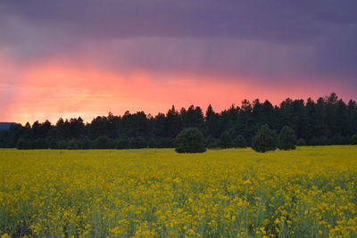 Scenic view of rural landscape