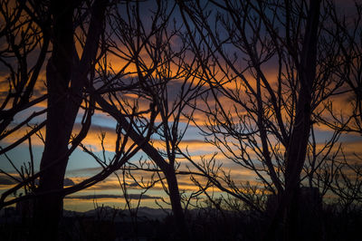 Silhouette of trees at lakeshore during sunset