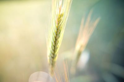 Close-up of wheat growing on field