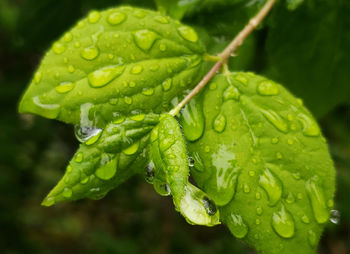 Close-up of wet plant leaves during rainy season