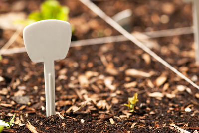 Close-up of mushroom growing on field