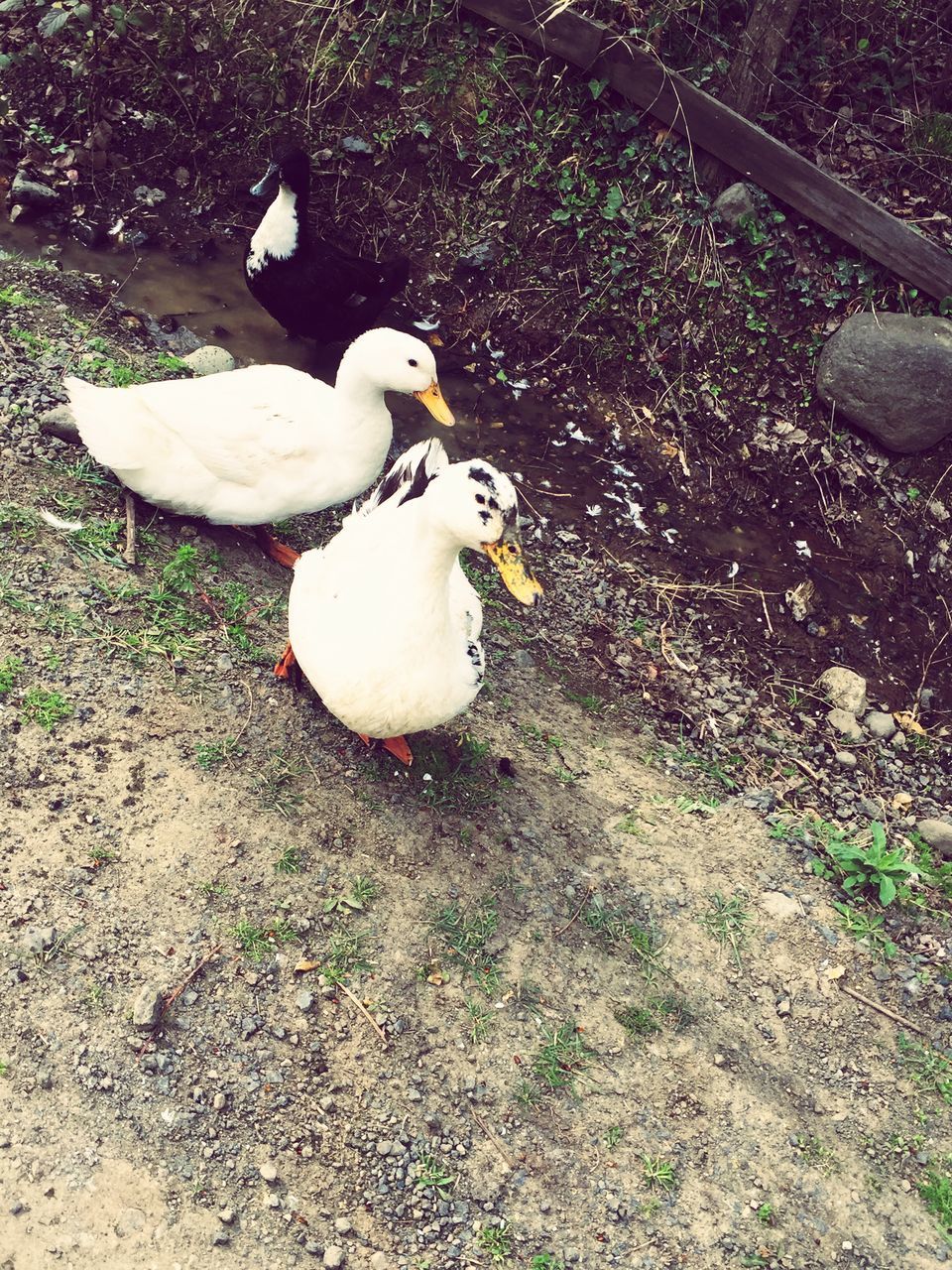 bird, animal themes, wildlife, grass, animals in the wild, high angle view, swan, duck, field, white color, nature, beak, day, outdoors, no people, lake, water, one animal, water bird, sunlight