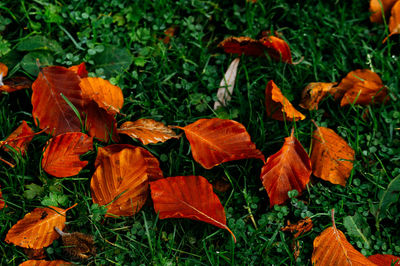 Close-up of orange flowers on field