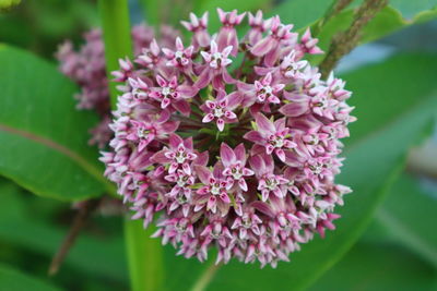 Close-up of pink flowering plant