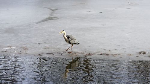 Bird wading on lake covered with ice during winter time and looking for food