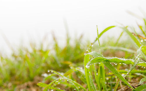 Close-up of wet grass on field