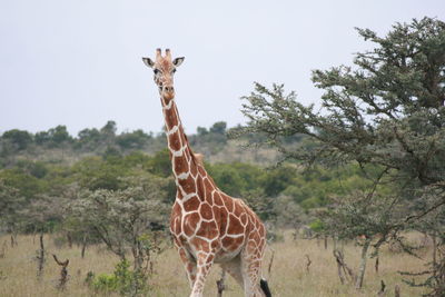 Giraffe grazing in the field