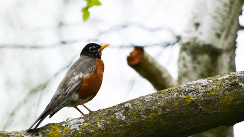 Bird perching on branch