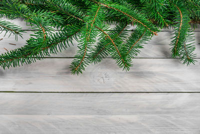 High angle view of pine tree on footpath