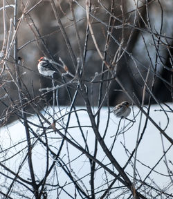 Birds perching on bare tree during winter