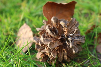 Close-up of dried mushroom on field