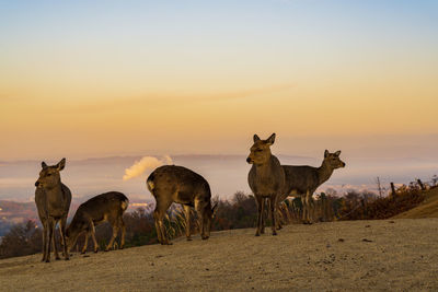 Sea of clouds and deer seen from mt. wakakusa, nara