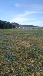 Scenic view of grassy field against sky