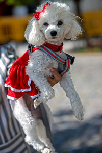 Close-up of a dog