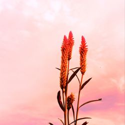 Close-up of pink flower against sky