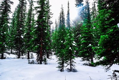 Pine trees in forest during winter