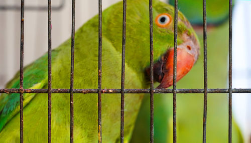 Close-up of parrot