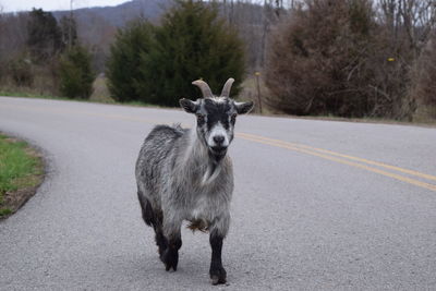 Portrait of goat on road against trees