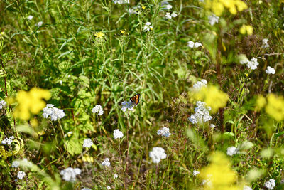 Close-up of insect on flowering plant