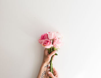 Close-up of hand holding pink rose against white background