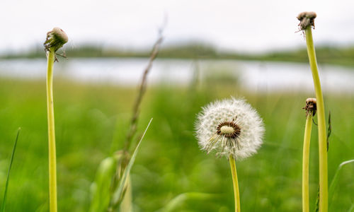 Close-up of dandelion on field