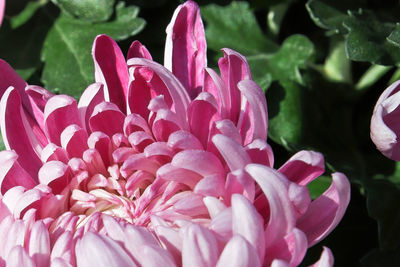 Close-up of pink flowering plants in park