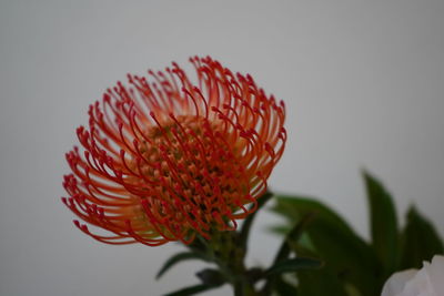 Close-up of red flower against white background