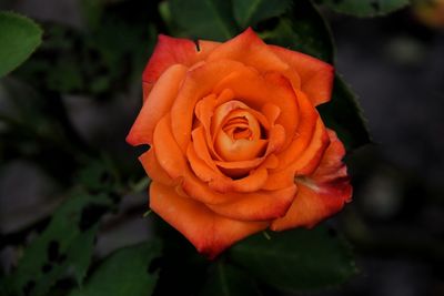 Close-up of orange rose