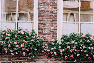 Flowers and plants on window