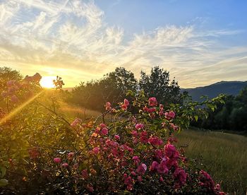 Flowering plants on field against sky during sunset