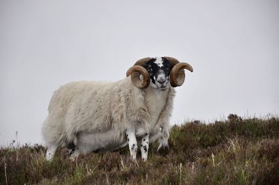 Portrait of a sheep on a field