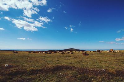 Scenic view of field against sky