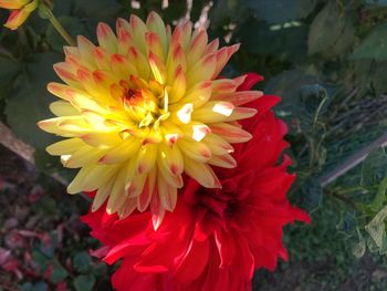 Close-up of red flower blooming outdoors