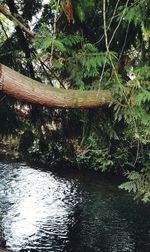 Scenic view of river amidst trees in forest