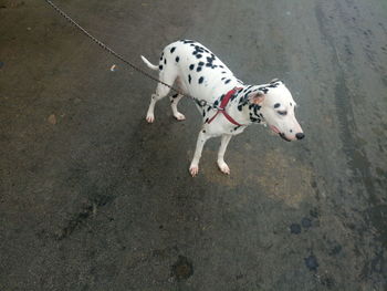 High angle view of dalmatian standing on street