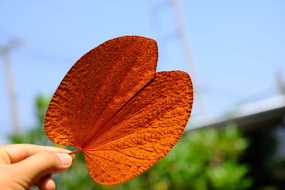 Close-up of hand holding autumn leaf