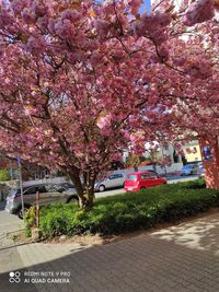 Pink cherry blossom tree by road in city