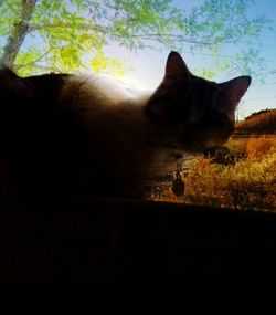 Cat standing in field