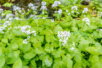 Close-up of white flowering plants