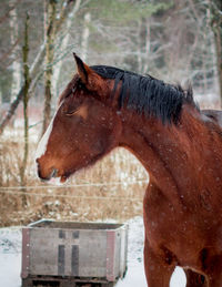 Horse outdoors