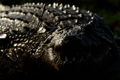 Close-up of crocodile in water