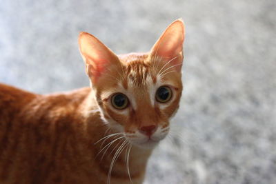 Close-up portrait of a cat