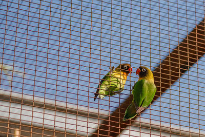 Close-up of parrot perching on fence