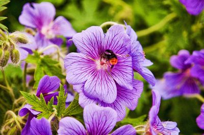 Close-up of bee on purple flowers