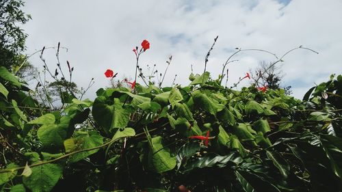 Close-up of plants