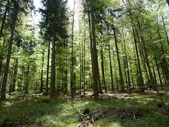 Trees in forest