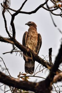 Low angle view of bird perching on branch