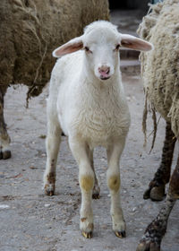 Portrait of sheep standing outdoors