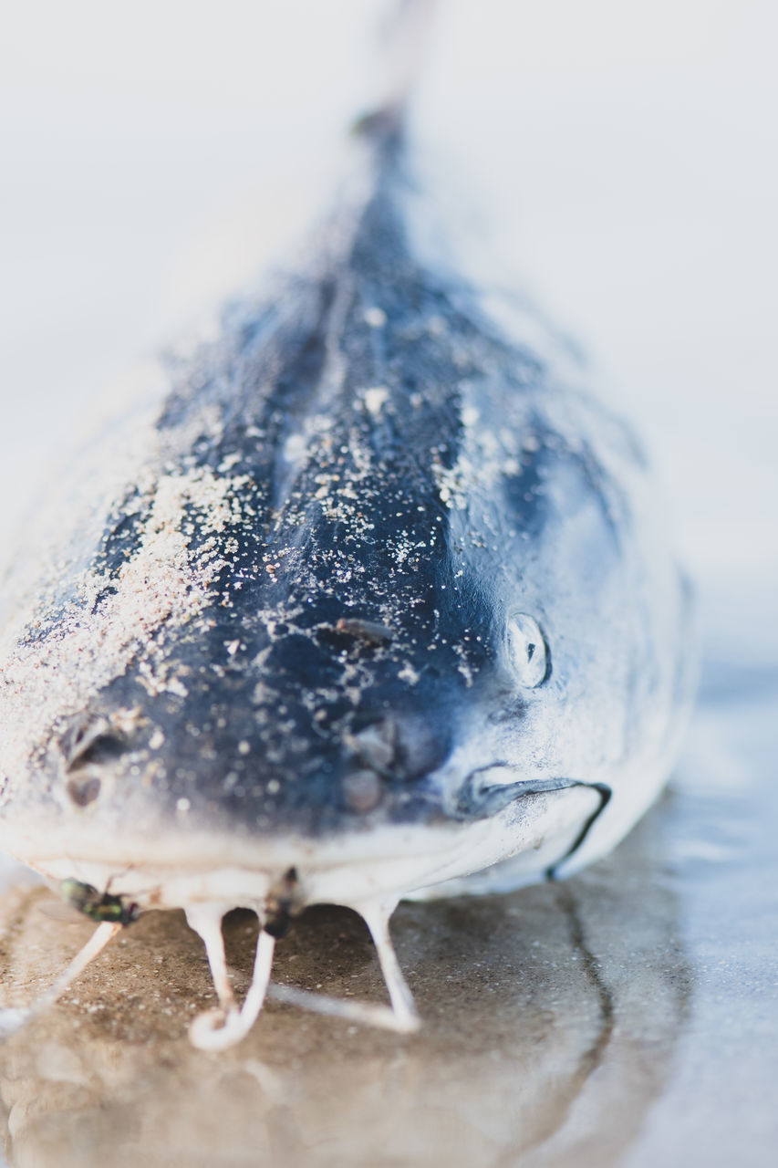 CLOSE-UP OF FROZEN WATER